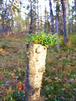 42 ваза из бересты